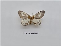 藏品(尺蛾22)的圖片